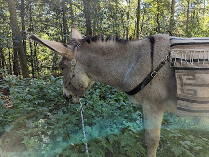 Ânecdote Alsace, Agence de Voyage à Obersteinbach
