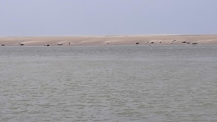 Rencontrer Les Phoques En Baie De Somme Avec Les Balad'eux, Agence de Voyage à Cayeux-sur-Mer