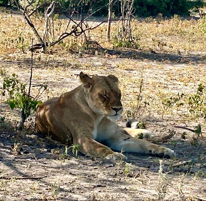 Synchro Aventures, Agence de Voyage à Tarnos