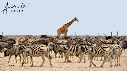 Andarela-Travel, Agence de Voyage à Saint-Priest