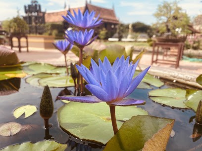 MY ROOTS UP - RETRAITES BIEN ETRE HOLISTIQUE, Agence de Voyage à Vincelles