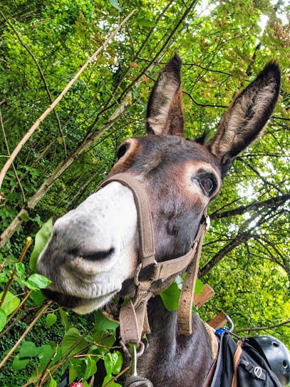 ROY'ANES, Agence de Voyage à Saint-Jean-en-Royans