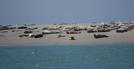 Visite En Baie De Somme : Guide Baie De Somme - Traversée Baie De Somme - Phoques Baie De Somme Agence De Voyage au Crotoy