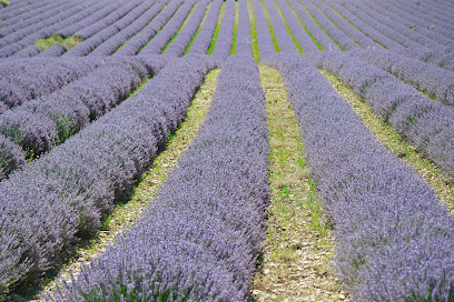 Travelling Provence, Agence De Voyage à Jonquerettes