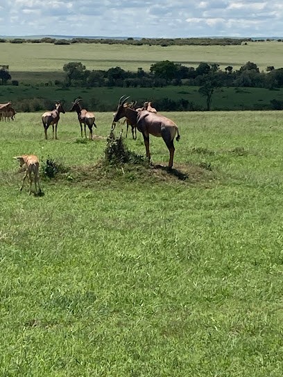 Amerasia, Agence de Voyage à Suresnes